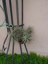 Tillandsia épyphites plantes d'occasion  Saint-Cyprien