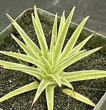 Agave stricta nana for sale  Goleta