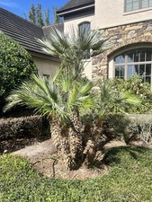 Seedlings mediterranean fan for sale  New Smyrna Beach