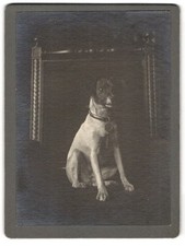 Fotografie jack russell gebraucht kaufen  Berlin