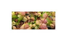 Sarracenia psittacina sandy gebraucht kaufen  Pfullingen