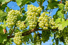 Seeds green grape for sale  USA