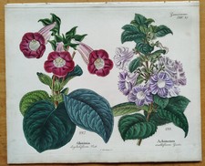Gloxinia achimenes dekorativer gebraucht kaufen  Neuendettelsau