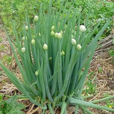 Herb welsh onion for sale  SALISBURY