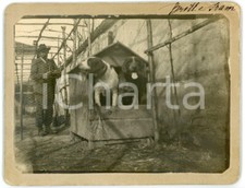 1900 lombardia cani usato  Milano