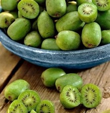 Kiwi issai plant for sale Kiwi issai plant for sale  BOSTON