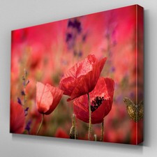 Fl082 red poppy for sale  BALLYMONEY