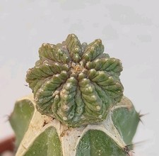 Aztekium ritteri usato  Lecce