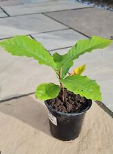 Sweet chestnut tall for sale  CHESTERFIELD