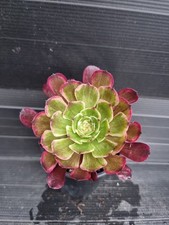 Aeonium ink painting for sale  KILMARNOCK