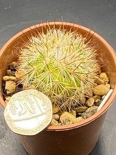 Mammillaria densispina for sale  MOLD