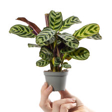 Baby prayer plant for sale  UK