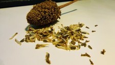 Acmella olearacea crescione usato  Fisciano
