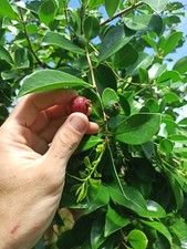 Psidium cattleianum goyavier d'occasion  La Baule-Escoublac