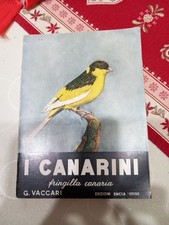 Canarini fringilla canaria usato  Osimo
