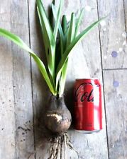 One mature amaryllis for sale  USA