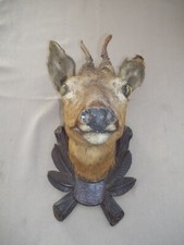 Trophee chasse d'occasion  Nancy-