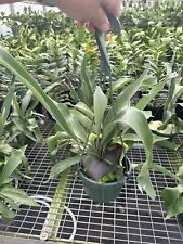 Staghorn fern platycerium for sale  Boynton Beach