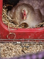 Mixed chicken eggs for sale  NOTTINGHAM