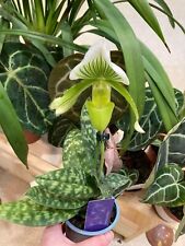 paphiopedilum for sale  LONDON