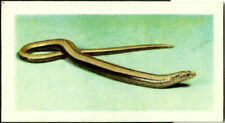 Slow worm horniman for sale  Urbana