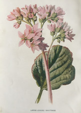 Antique print large for sale  TORRINGTON