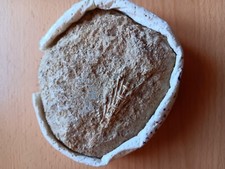 Wirbel vom fisch gebraucht kaufen  Sprendlingen