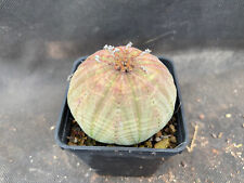 Euphorbia obesa cactus usato  Massafra