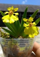 Oncidium pusillum orchid for sale  SHREWSBURY