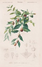 Usado, Gravura em aço Ziziphus Jujuba data China botânica Orbigny 1861 comprar usado  Enviando para Brazil