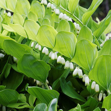 Solomon seal seeds for sale  Denver