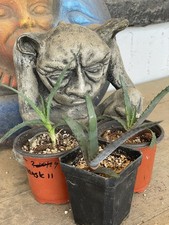 Tree aloe starter for sale  Phoenix