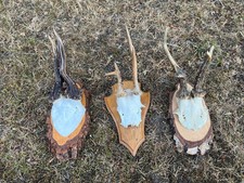 Nice roe deer for sale  UK