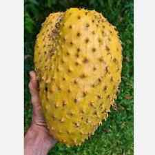 Tall golden soursop d'occasion  Expédié en Belgium