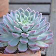Echeveria elegans plant for sale  LONDON