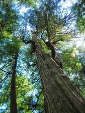 THUJA PLICATA - CEDRO ROSSO OCCIDENTALE, 10 SEMI SELEZIONATI na sprzedaż  Wysyłka do Poland