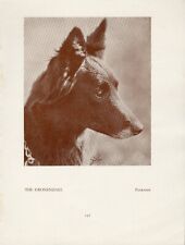 Belgian shepherd gronendal for sale  COLEFORD