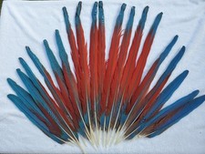Macaw feather special for sale  Auburn