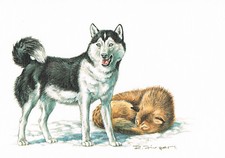 siberian husky gebraucht kaufen siberian husky gebraucht kaufen Berlin