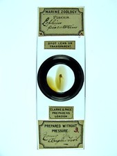 Antique microscope slide for sale  BRISTOL
