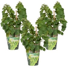 Weintraube weinrebe vitis gebraucht kaufen  Düsseldorf