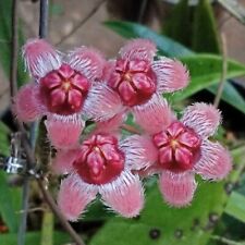 Wholesale hoya sulawesiana d'occasion  Expédié en Belgium