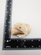 Fossil tooth teeth for sale  Pearl River