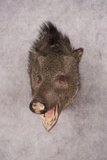 taxidermy javelina for sale  Wrightstown