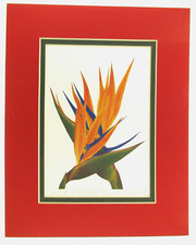 Bird paradise flower for sale  Philadelphia
