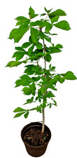 Bio kastanienbaum rosskastanie gebraucht kaufen  Deutschland