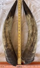 longhorn bull horns for sale longhorn bull horns for sale El Paso