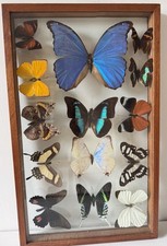 Framed peruvian butterfly for sale  LONDON