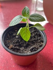 Shri tulsi holy for sale  SOLIHULL