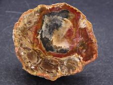 Bois fossilisé mahajanga d'occasion  Baccarat